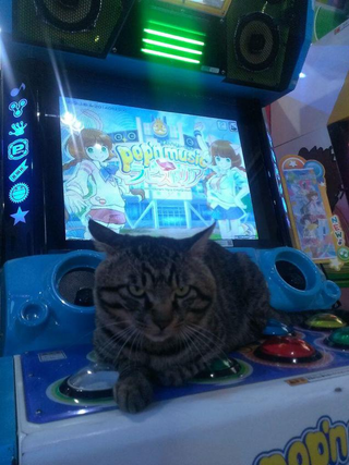 Illustration for article titled Cats Are Very Serious about Video Games